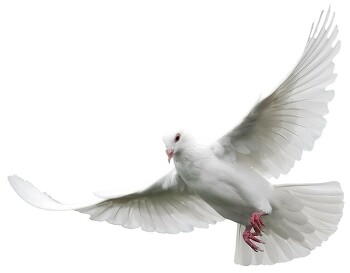 Selig die Friedensstifter – Die Haltung Jesu zum Frieden