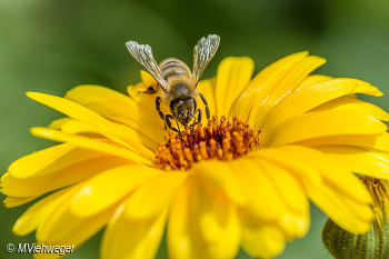 Die Wunderwelt der Bienen