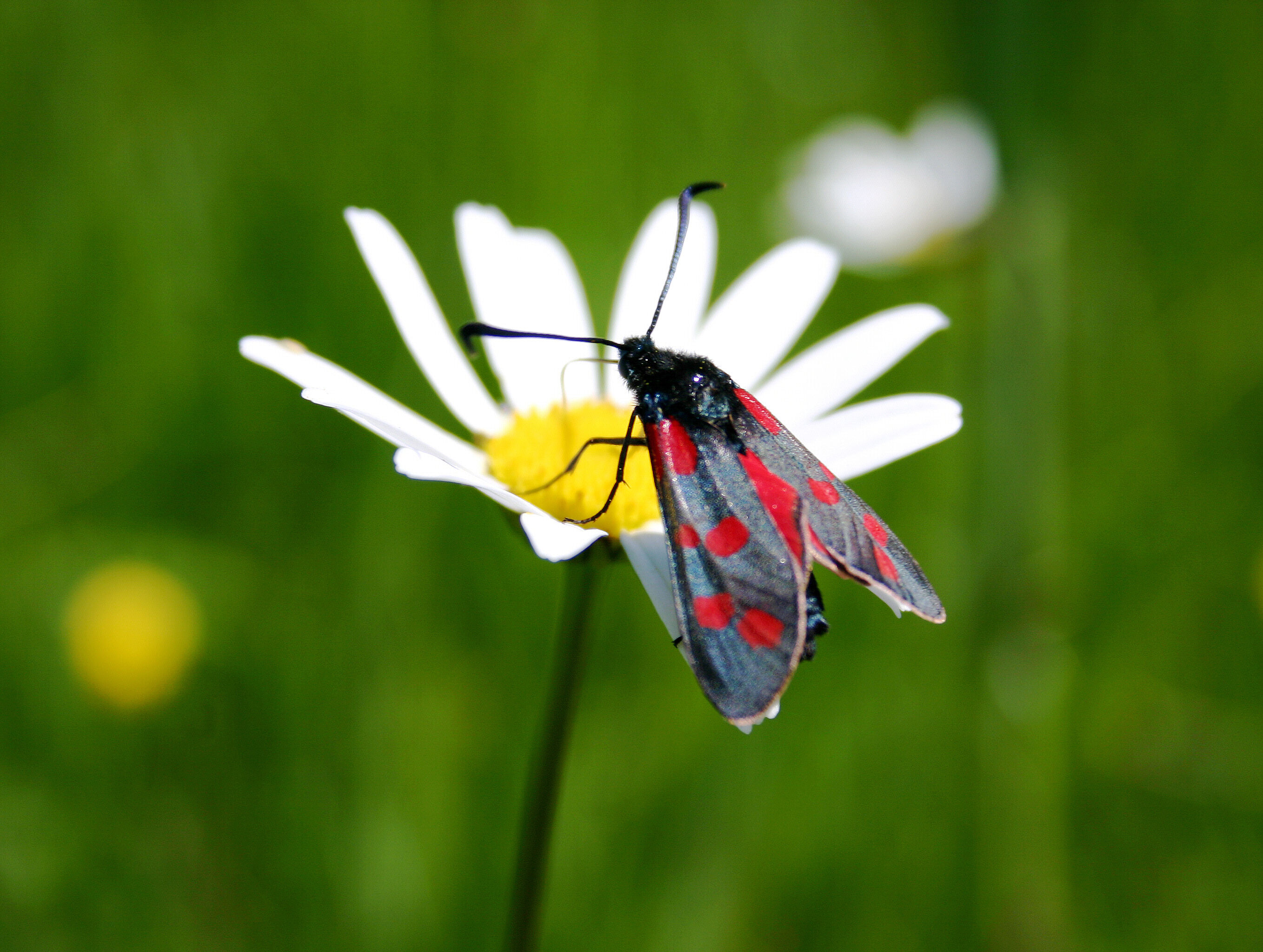 Wunderwelt Wildbienen und Insekten 20.06.2026