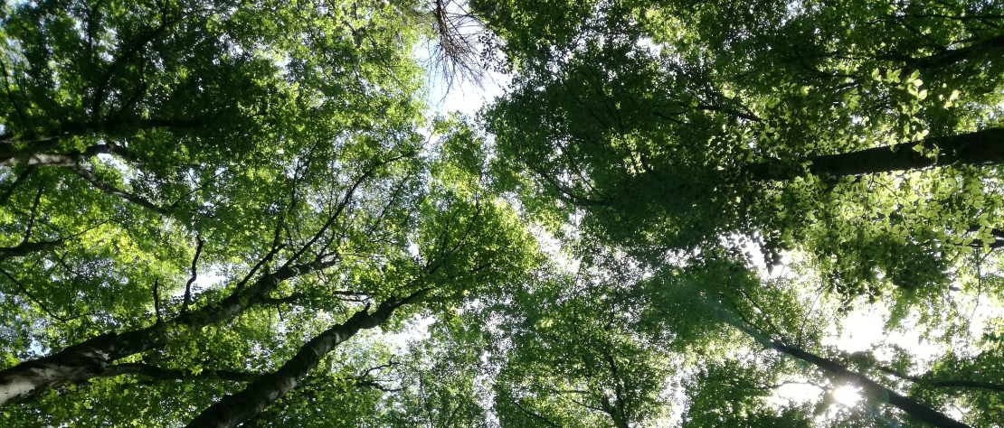 Bäume mit grünem Laub mit Blickwinkel von untern zum Himmel