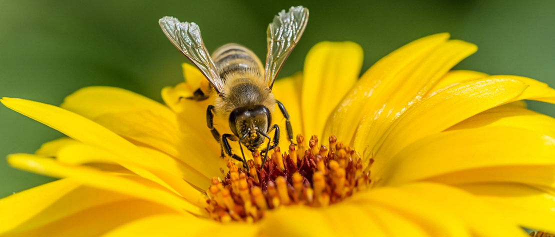Biene die auf einer gelben Blume sitzt und Nektar saugt