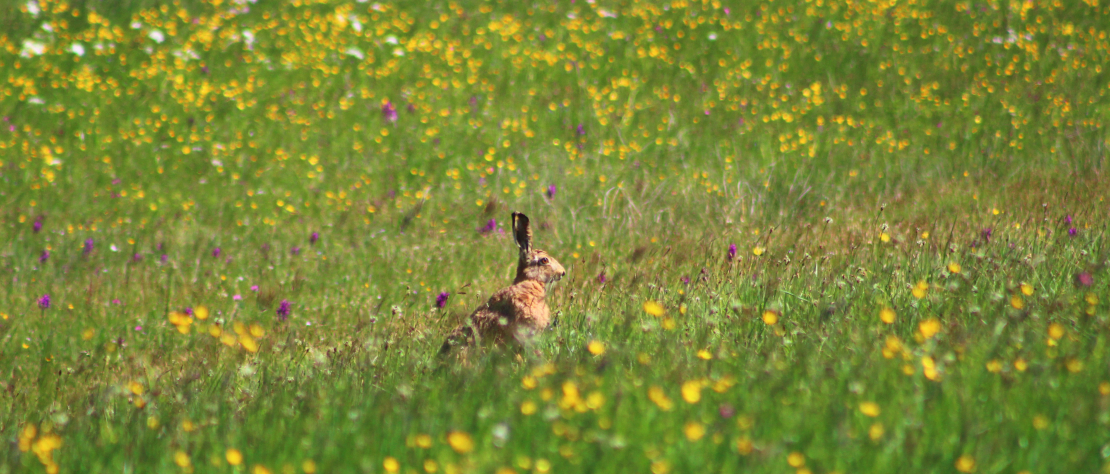 Feldhase der in einer Blumenwiese sitzt und die Ohren spitzt c Benjamin Schwarz