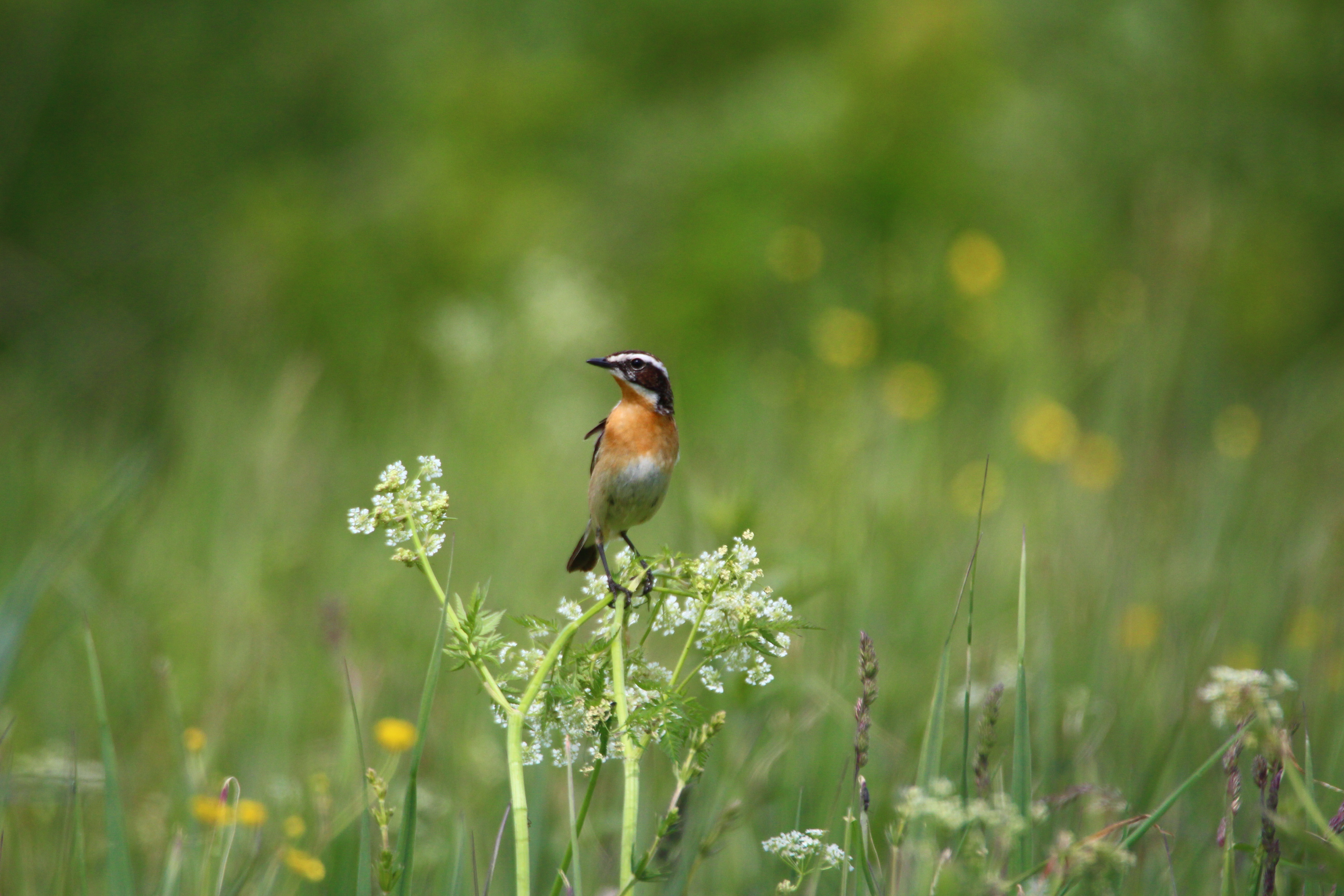Amsel, Drossel, Fink und Star - Frühling im Murnauer Moos 29.04.2026