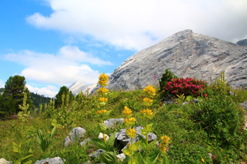 Bergblumen mit Berg im Hintergrund