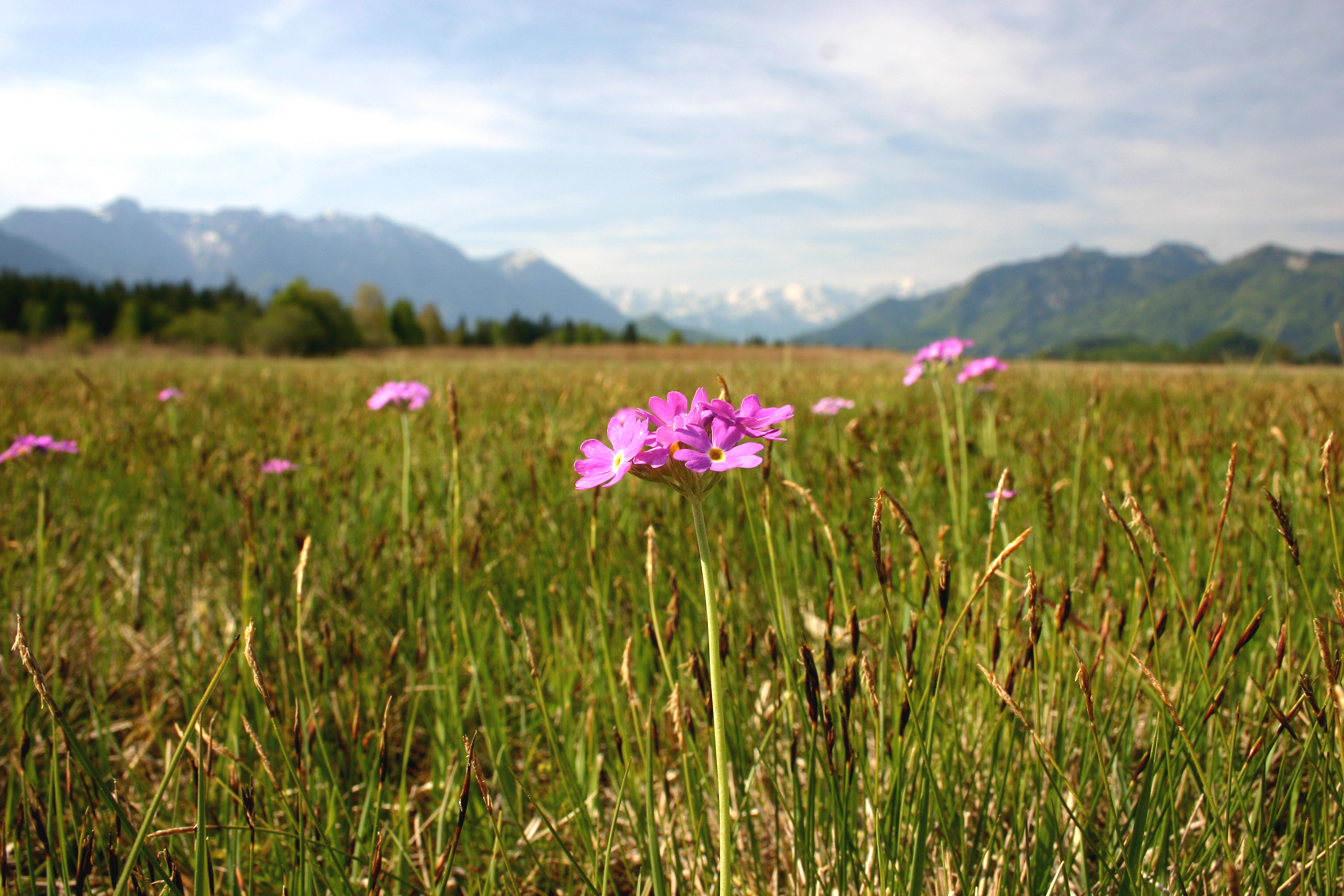 Wiese im Murnauer Moos mit Blume im Vordergrund
