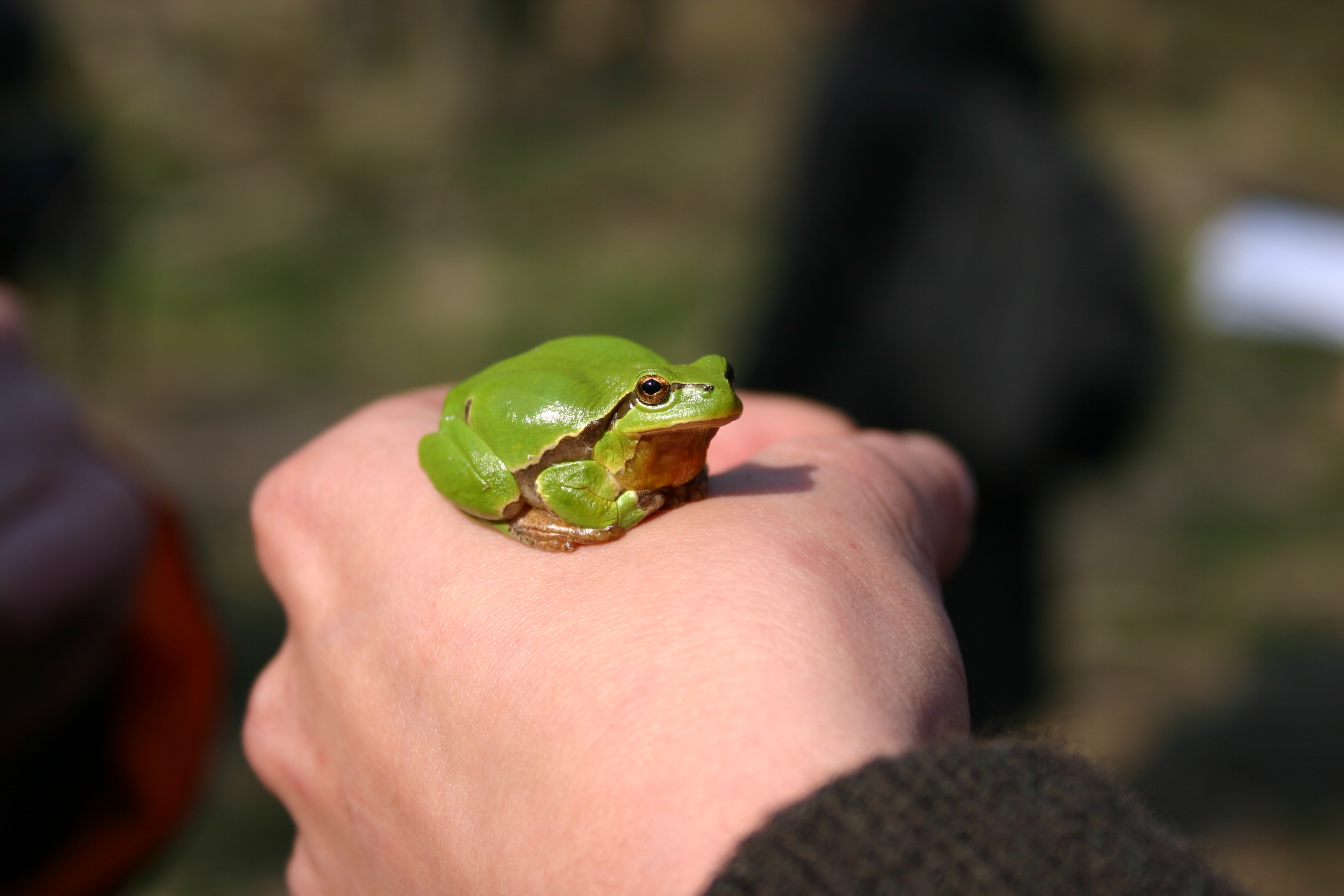 Laubfrosch der auf einem Handrücken sitzt