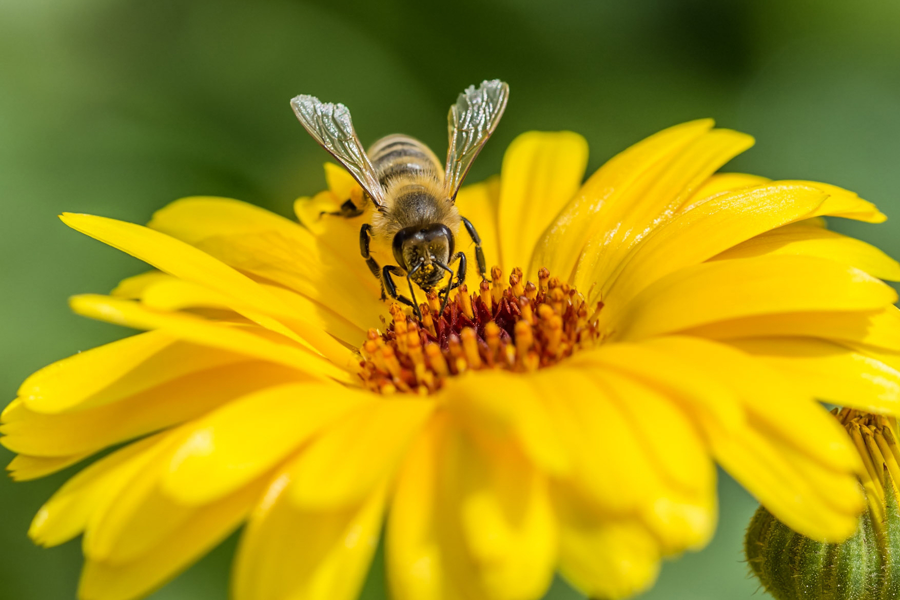 Die Wunderwelt der Bienen 09.05.2026